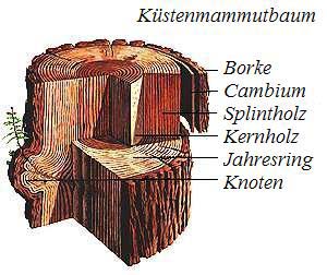 Aufbau Mammutbaum